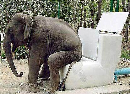 Elephant toilet